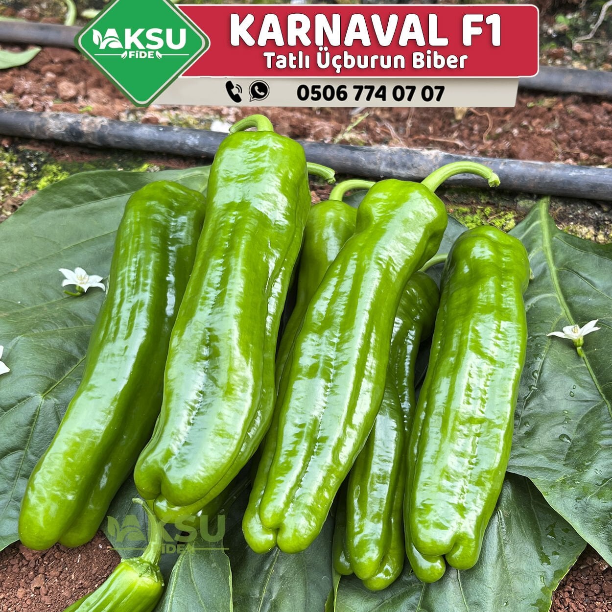 Karnaval F1 Üçburun Biber Fidesi 50 Fideli Viyol