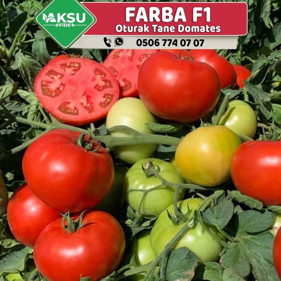 Farba F1 Oturak Domates Fidesi