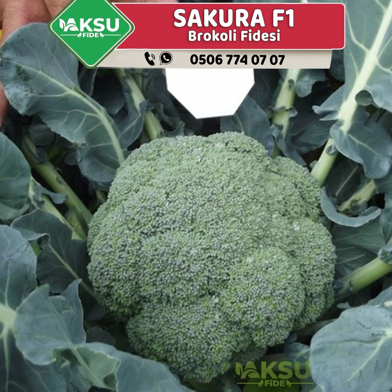 Sakura F1 Brokoli Fidesi