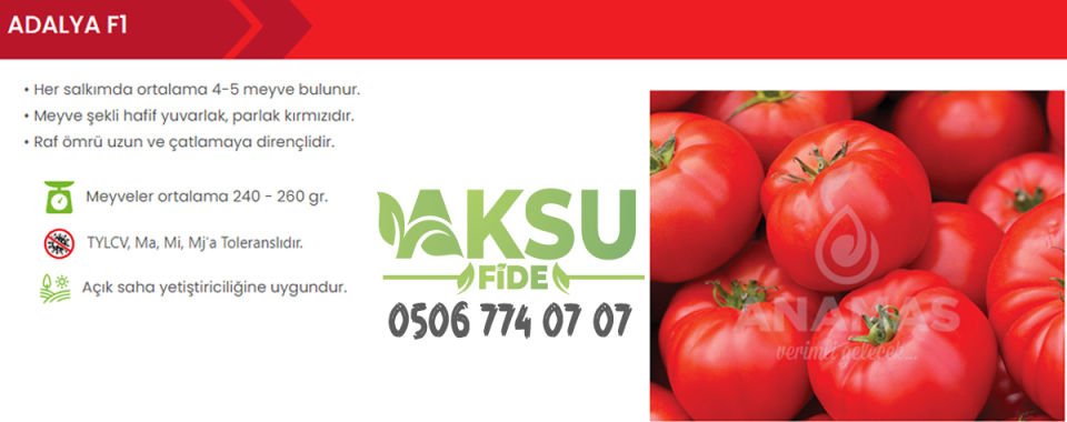 Adalya F1 Oturak Domates Fidesi