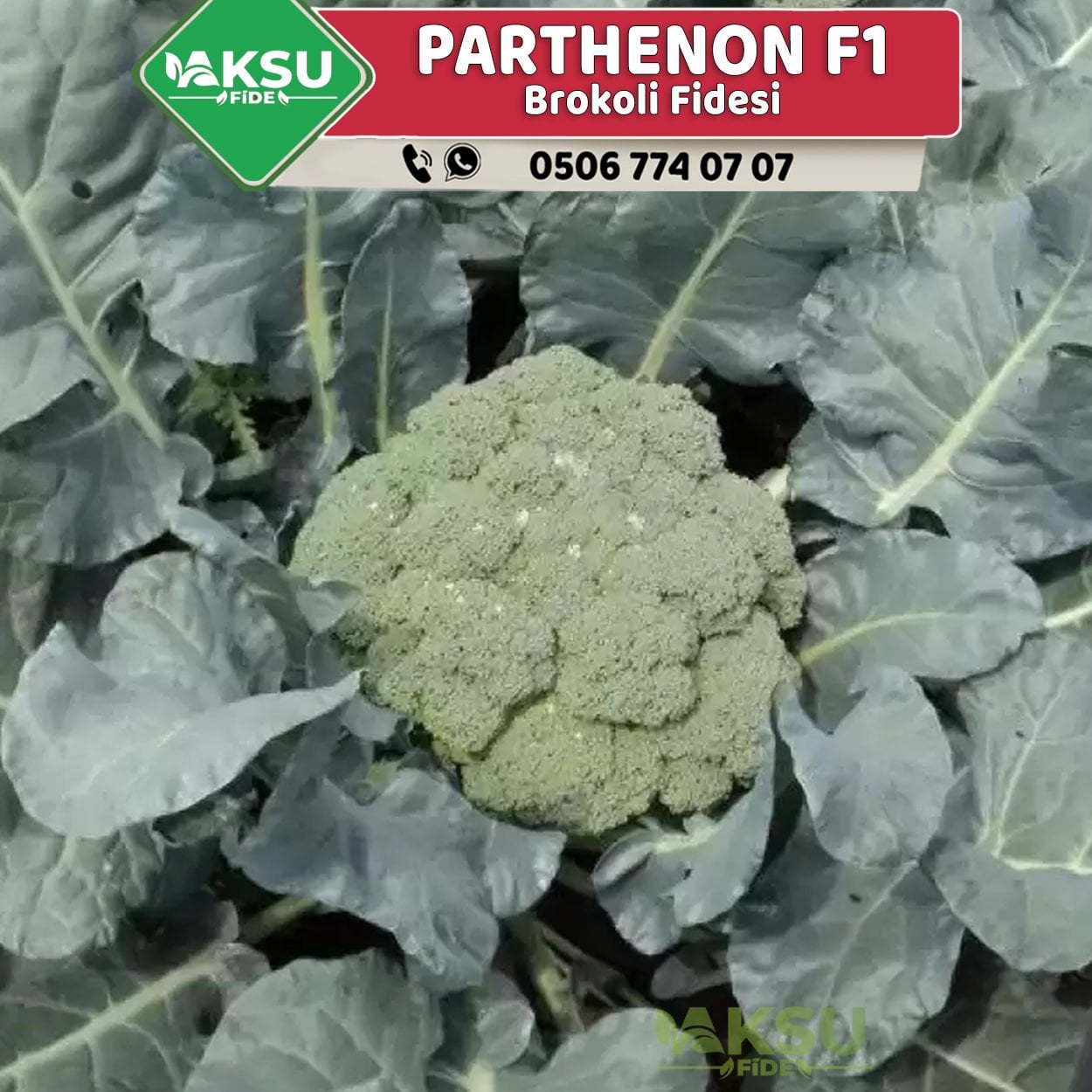 Parthenon F1 Kışlık Brokoli Fidesi