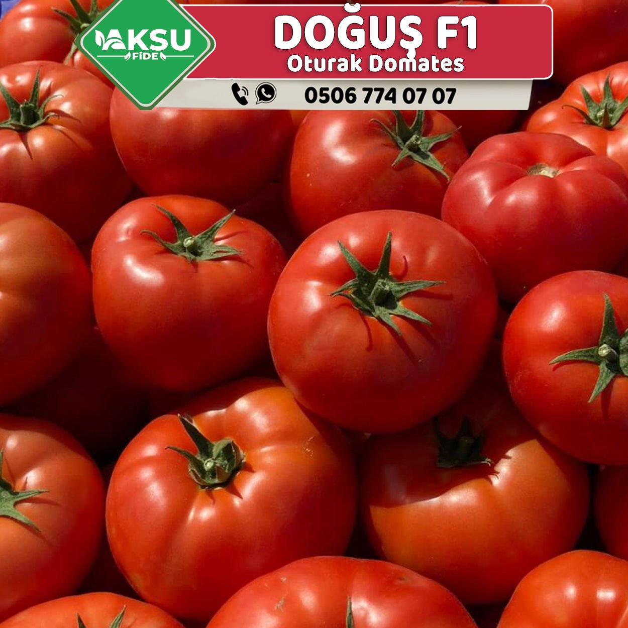 Doğuş F1 Oturak Domates Fidesi