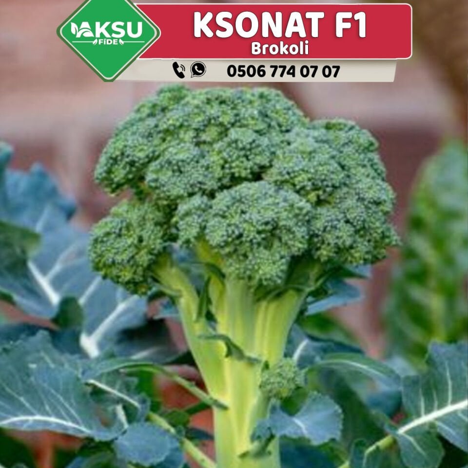 Ksonat F1 85 Günlük Brokoli Fidesi