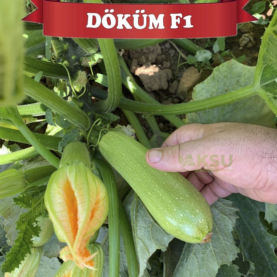 Döküm F1 Kabak Tohumu 500 Adet