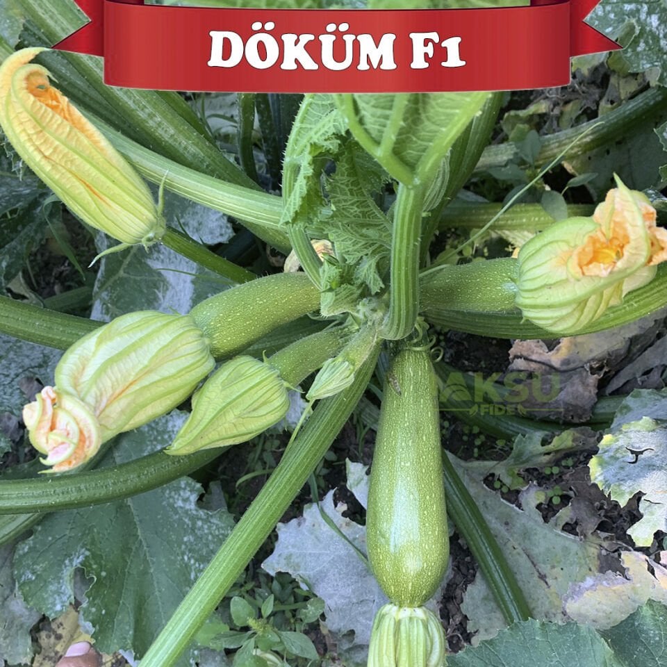 Döküm F1 Kabak Tohumu 500 Adet