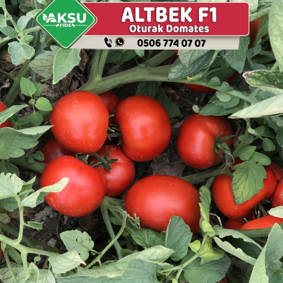 Altbek F1 Oturak Sofralık Domates Fidesi
