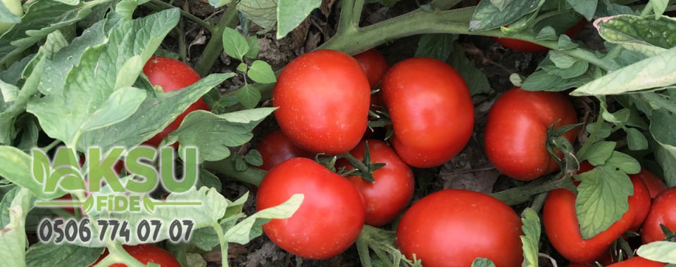 Altbek F1 Oturak Sofralık Domates Fidesi