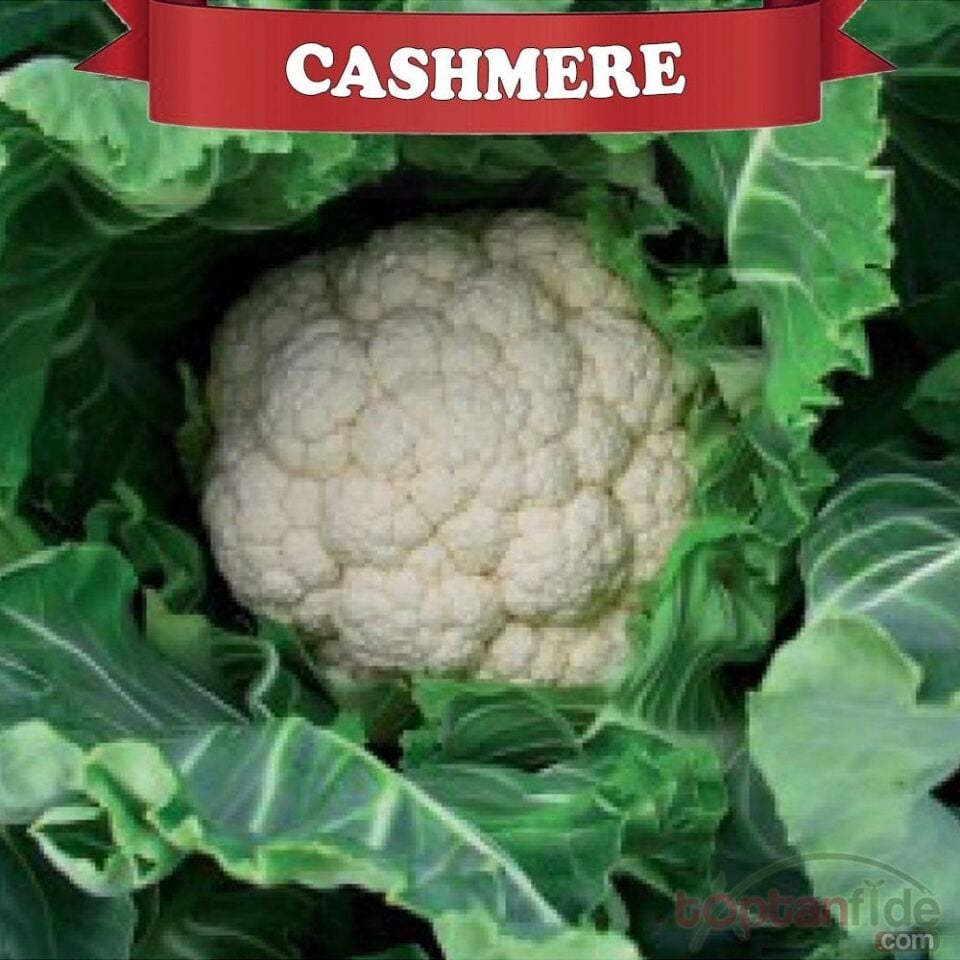 Cashmere F1 Karnabahar Fidesi