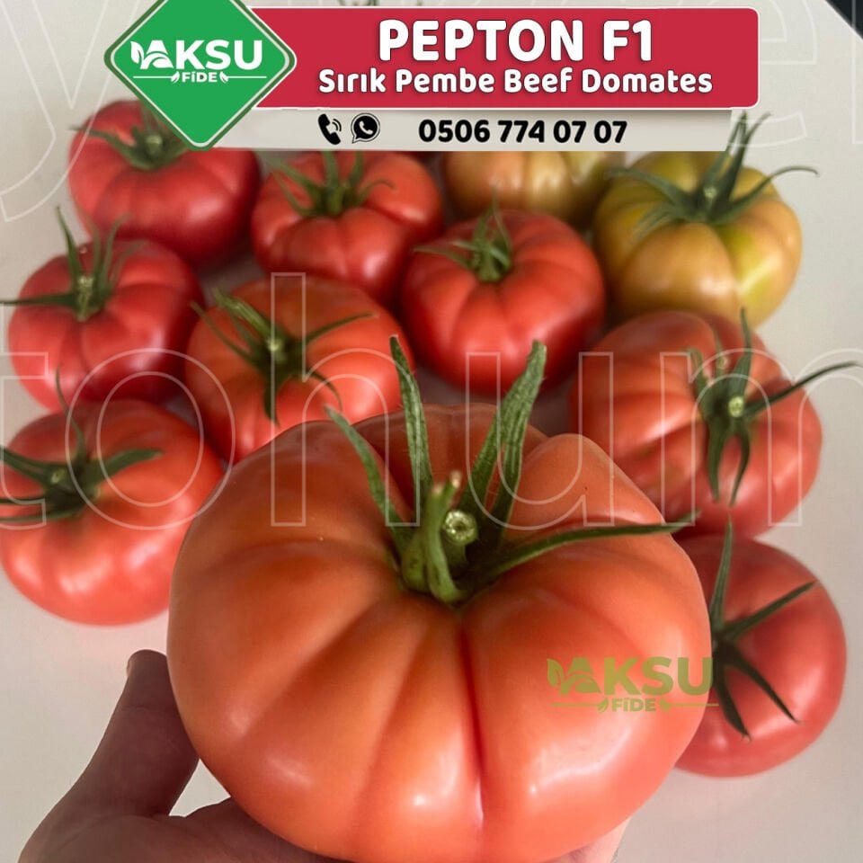 Pepton F1 Sırık Beef Domates Fidesi