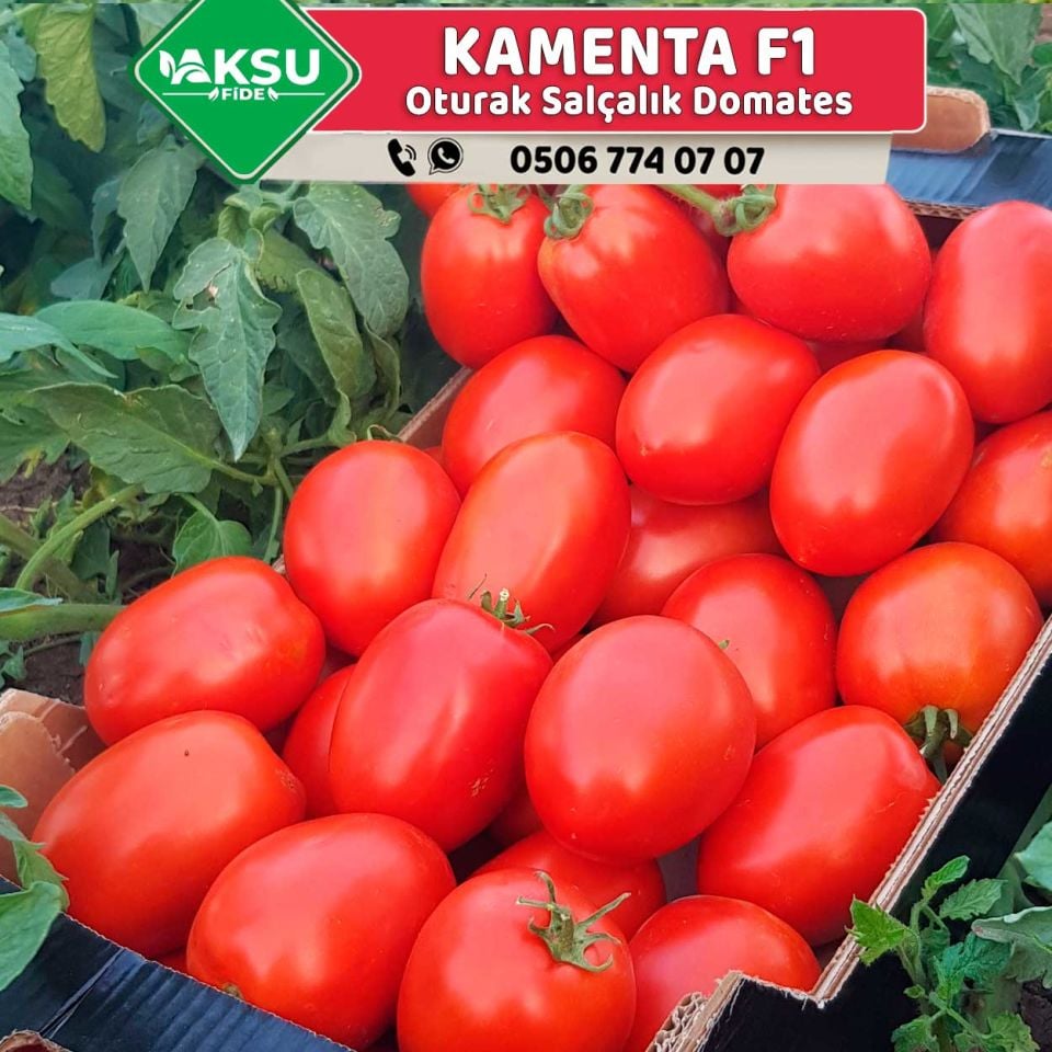 Kamenta F1 Salçalık Domates Fidesi