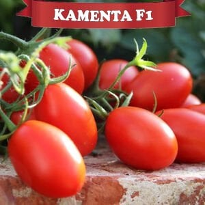 Kamenta F1 Salçalık Domates Fidesi