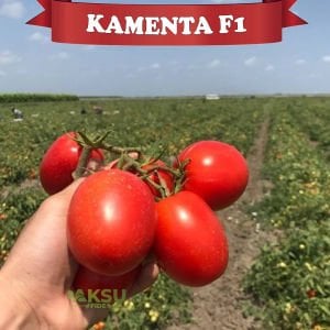 Kamenta F1 Salçalık Domates Fidesi
