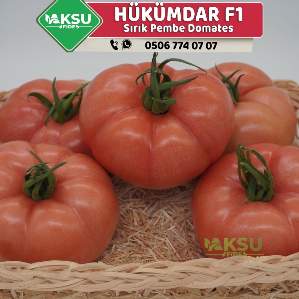 Hükümdar F1 Sırık Pembe Domates Fidesi