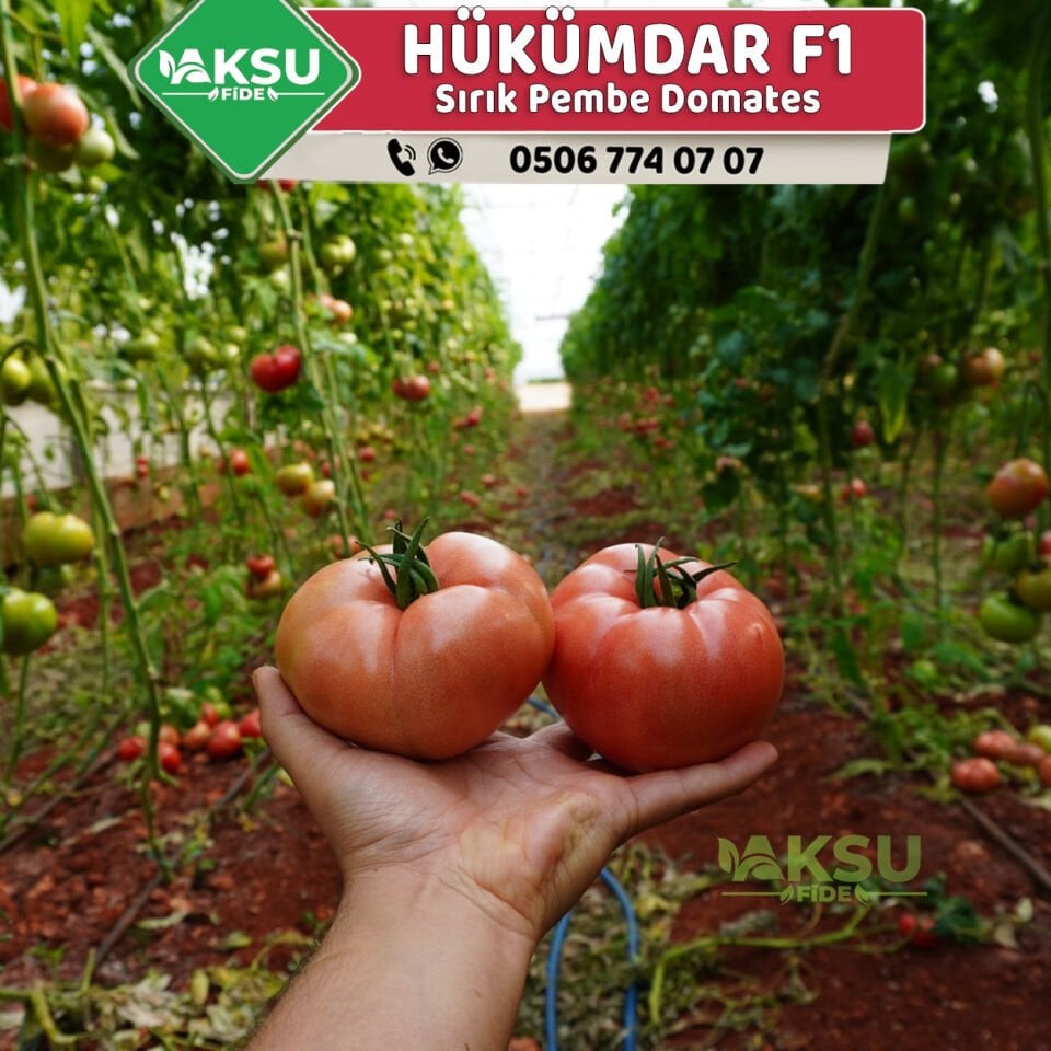 Hükümdar F1 Sırık Pembe Domates Fidesi