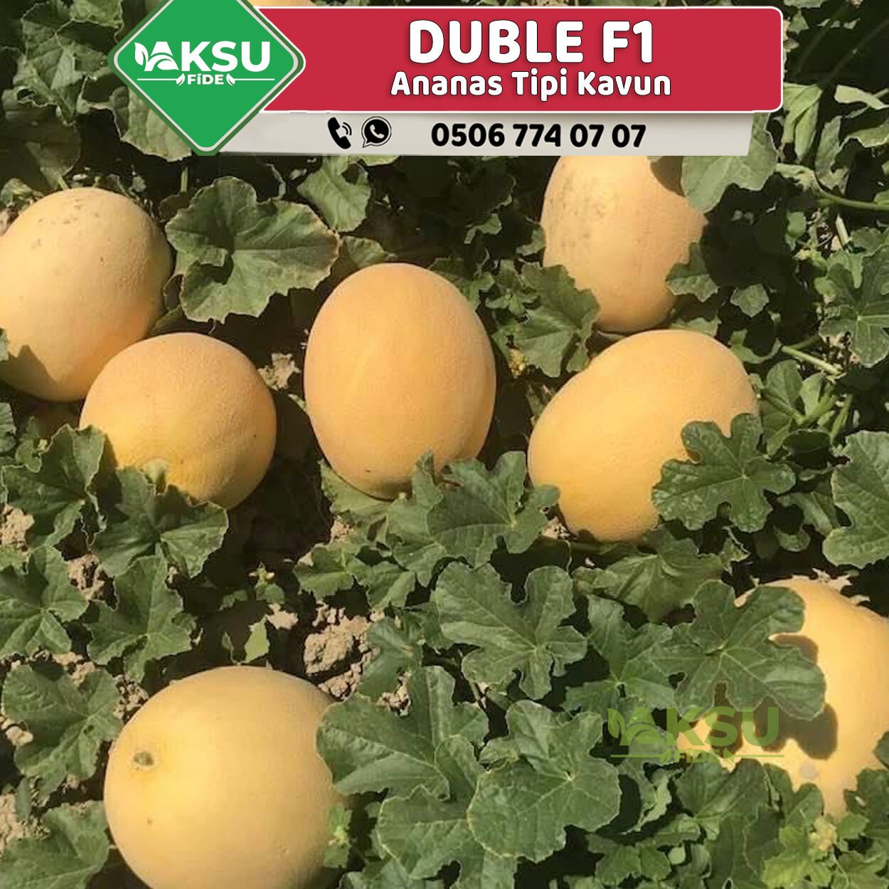 Duble F1 Sarı Kavun Fidesi