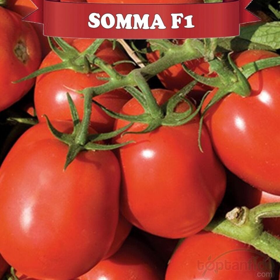 Somma F1 Salçalık Domates Fidesi