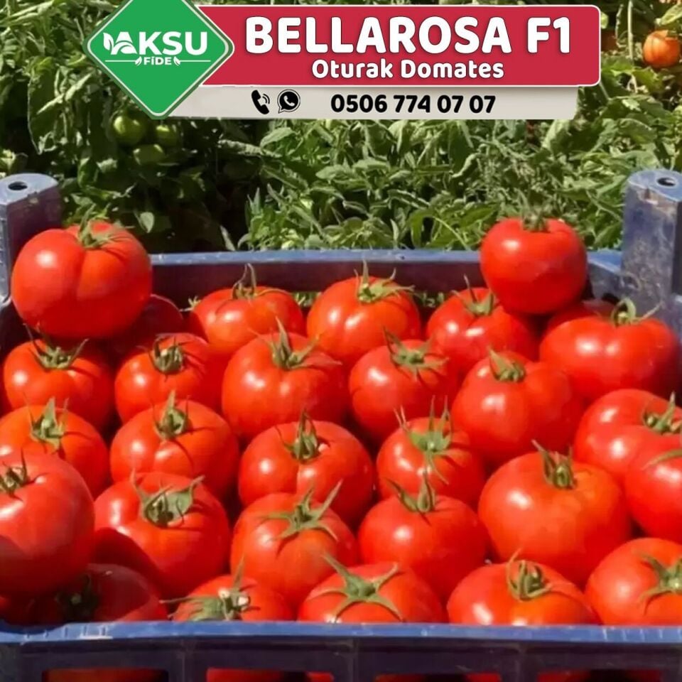 Bellarosa F1 Oturak Domates Fidesi