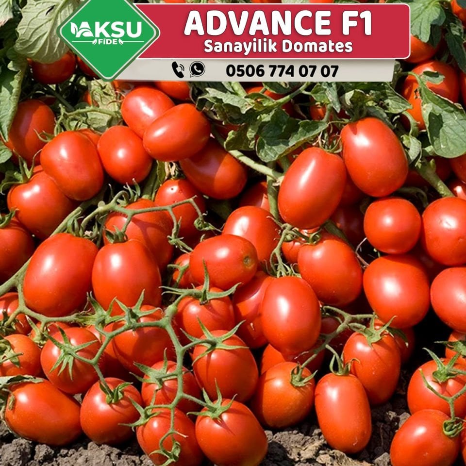 Advance F1 Salçalık Domates Fidesi