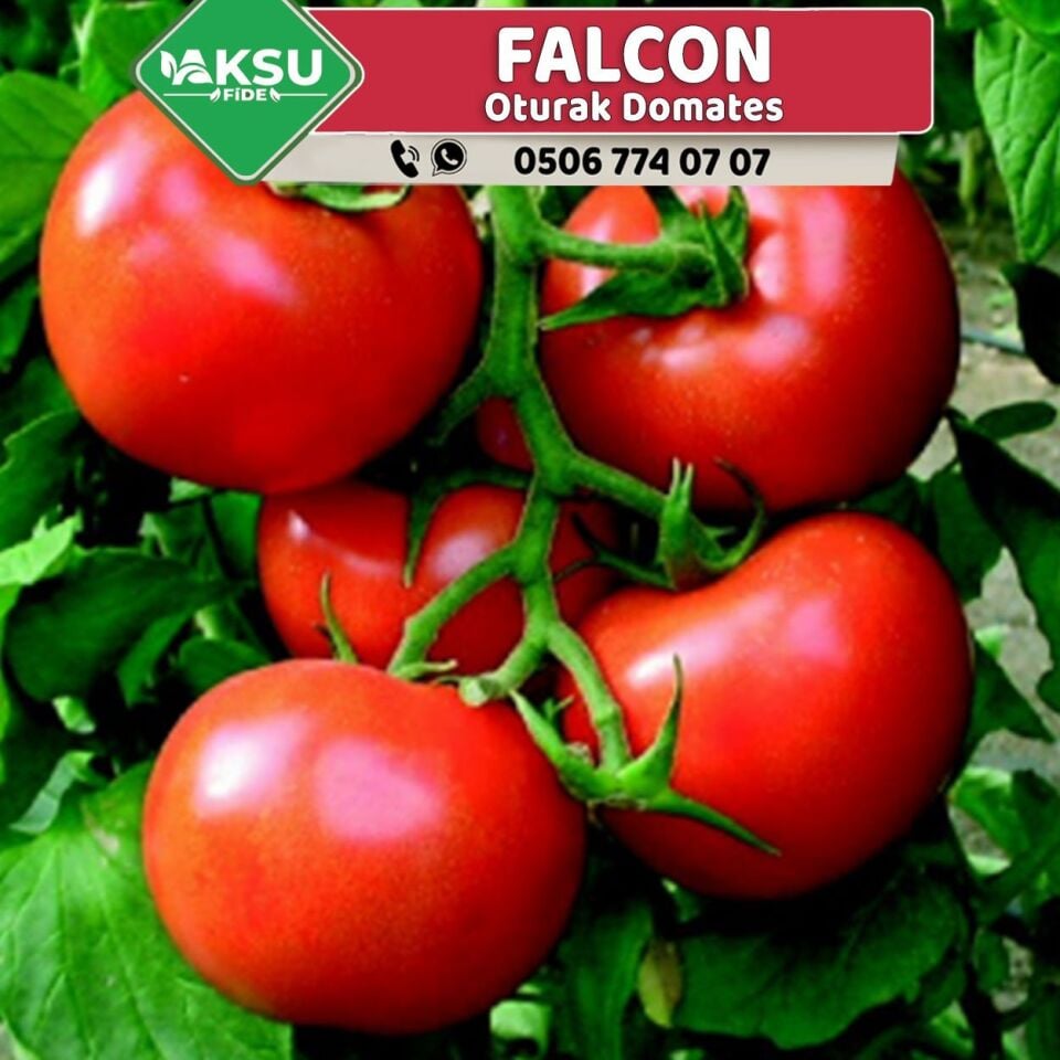 Falcon Tarla Domatesi Fidesi