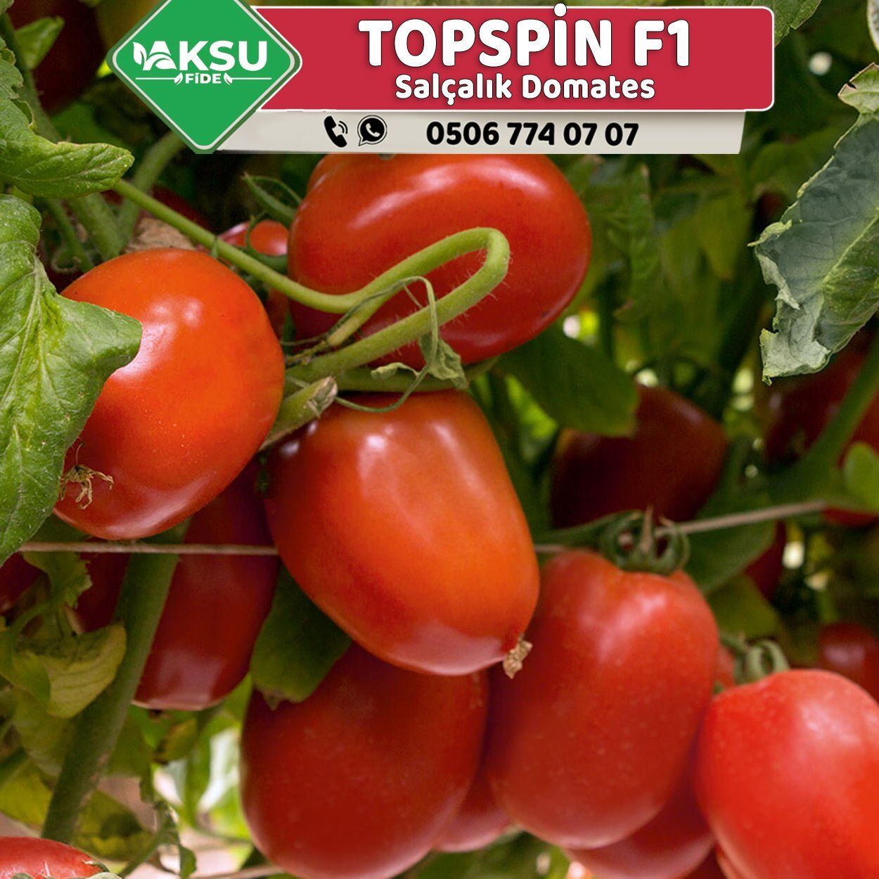 Topspin F1 Salçalık Domates Fidesi