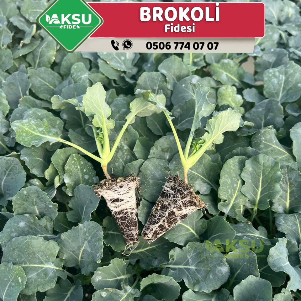 Brokoli Fidesi