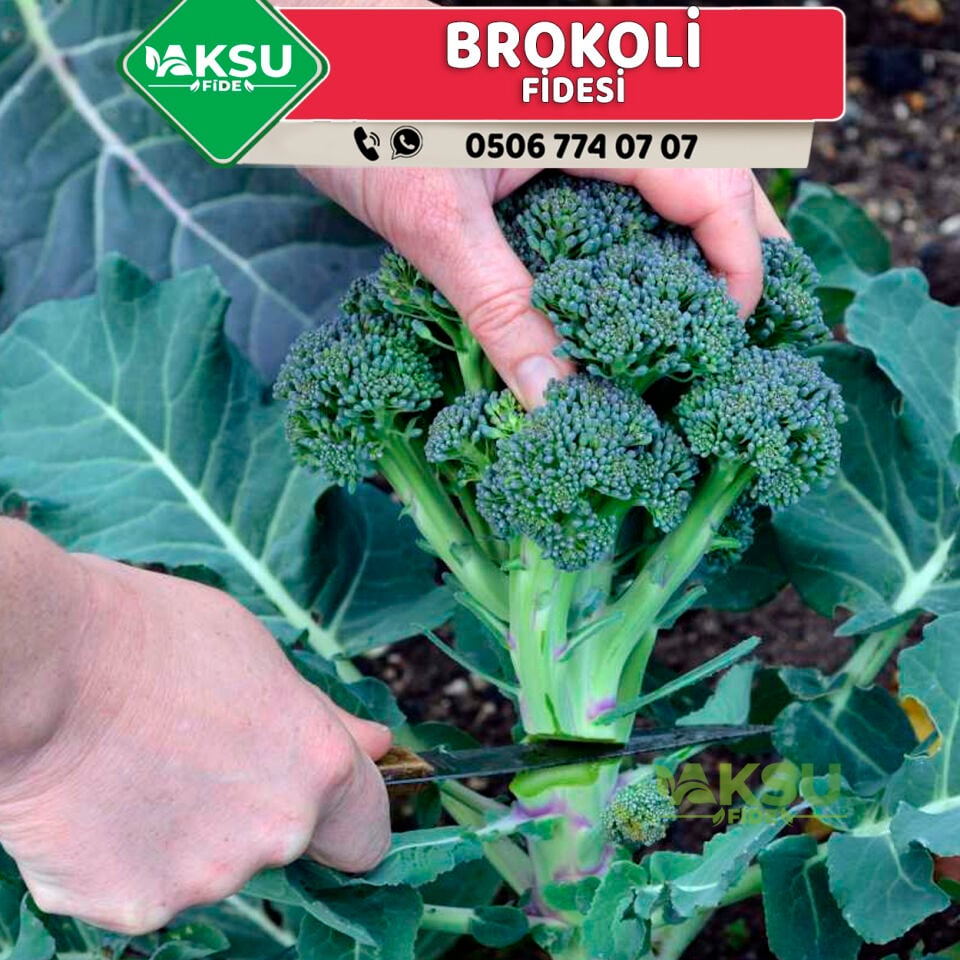 Brokoli Fidesi