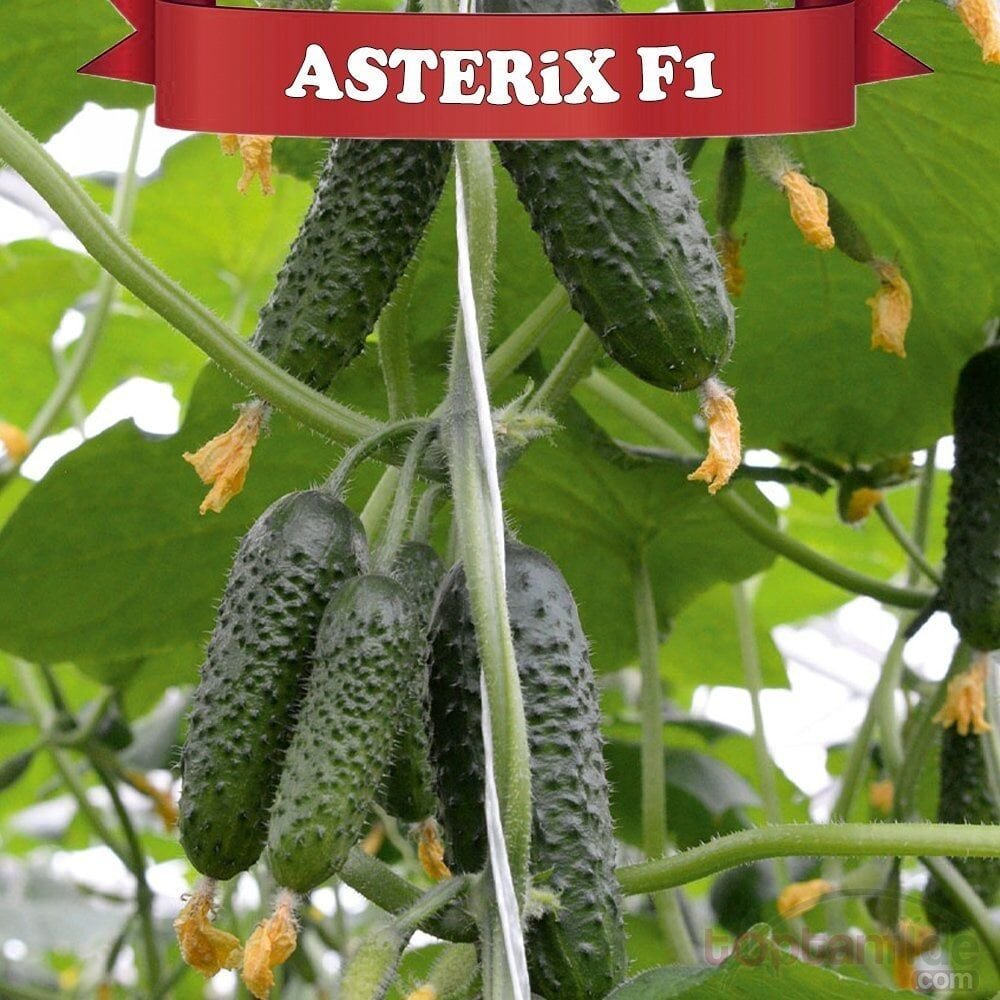 Asterix F1 Dikenli Hıyar Fidesi