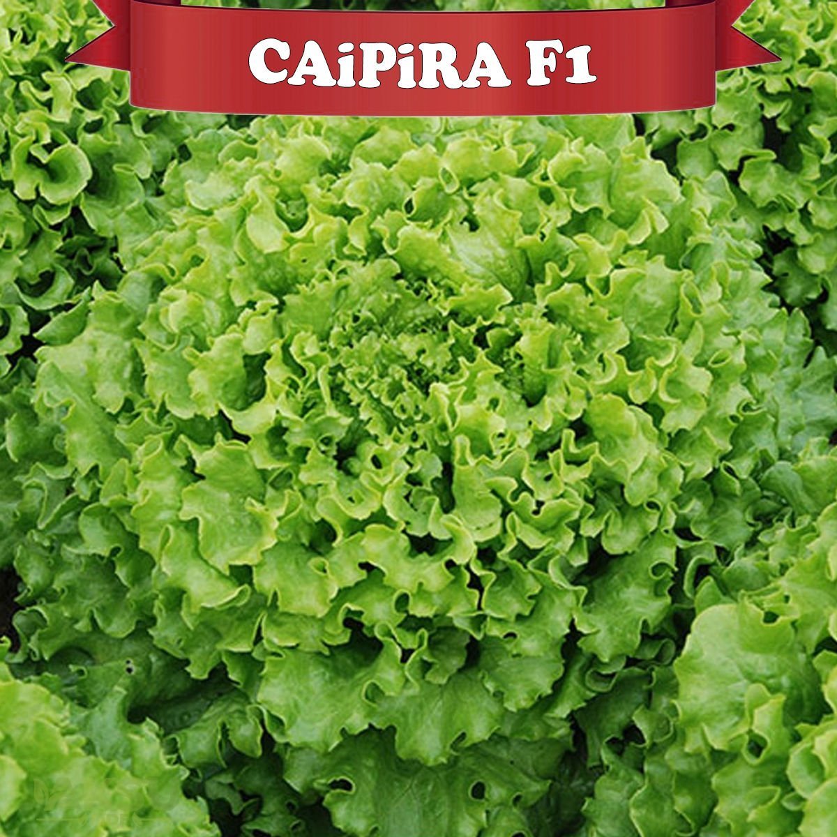 Caipira (Şakira) Kıvırcık Marul Tohumu (10.000) Adet