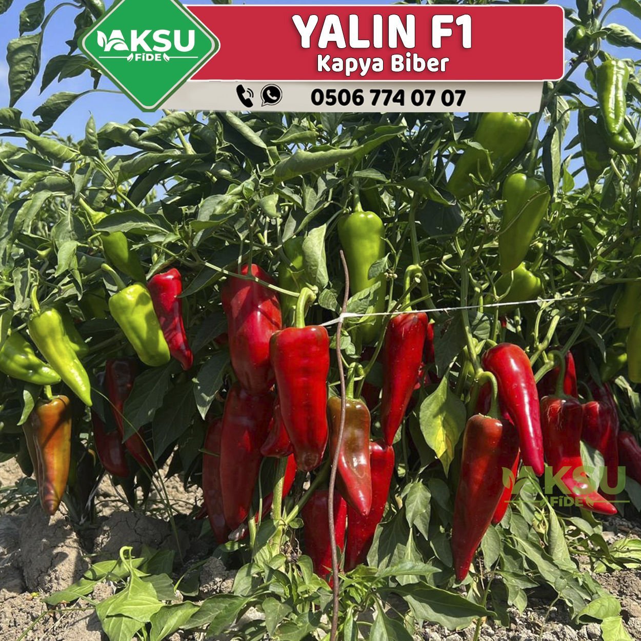 Yalın F1 - Kapya Biber Tohumu 1000 Adet