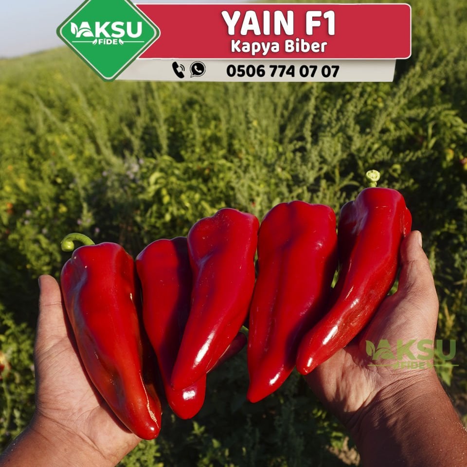 Yalın F1 - Kapya Biber Tohumu 1000 Adet