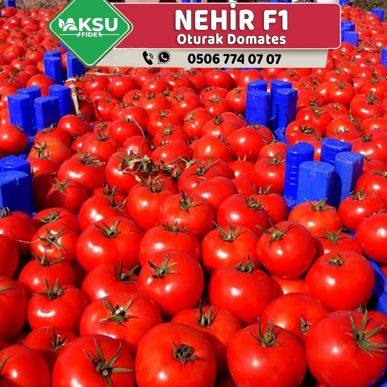 Nehir F1 Oturak Domates Fidesi