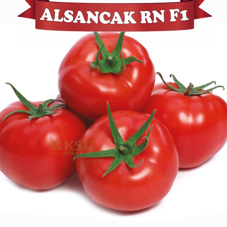 Alsancak Rn F1 Sırık Domates Fidesi
