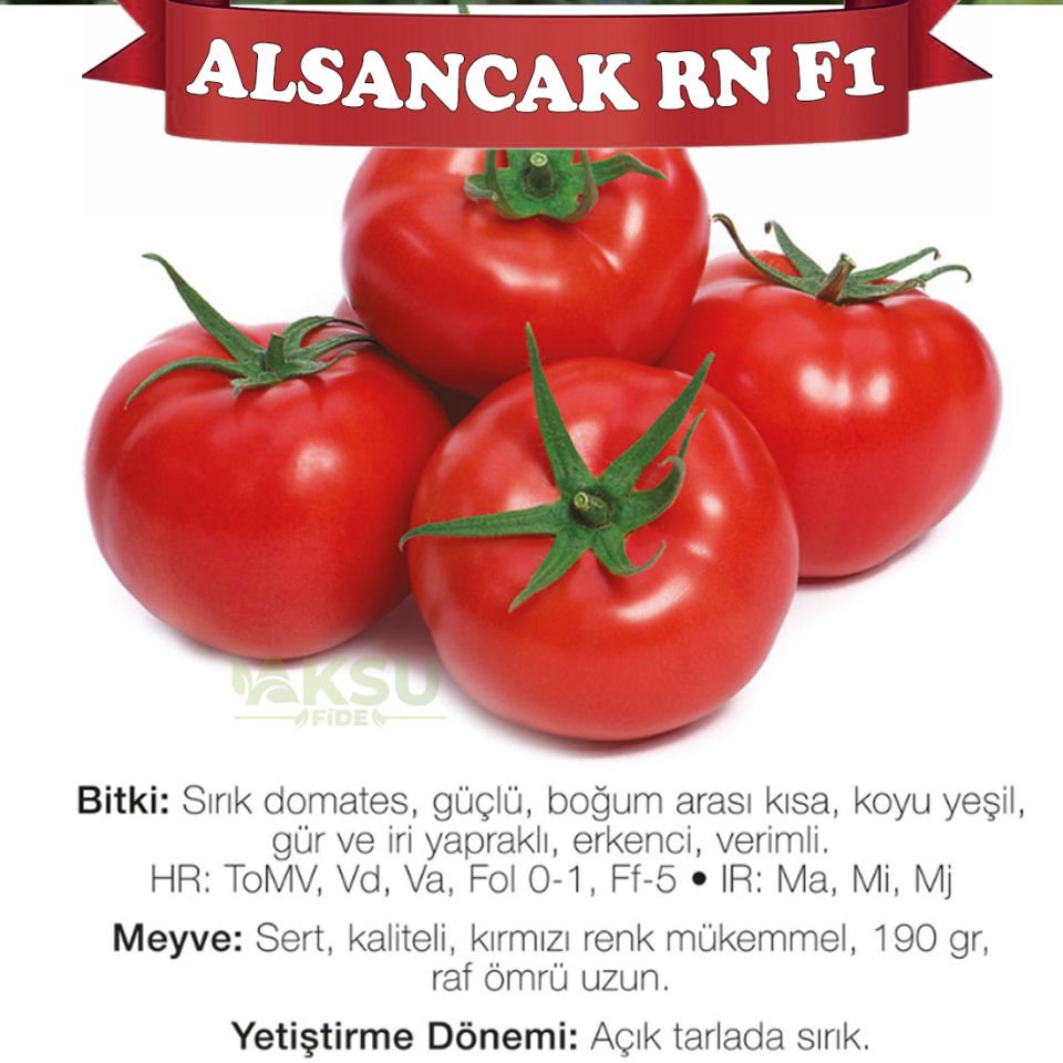 Alsancak Rn F1 Sırık Domates Fidesi