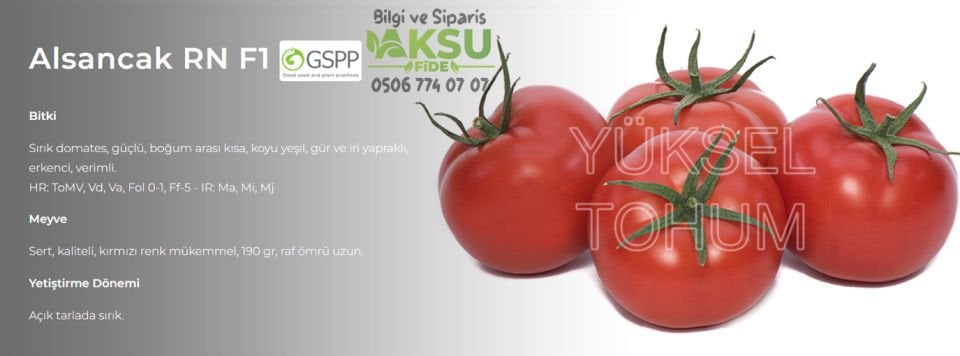 Alsancak Rn F1 Sırık Domates Fidesi