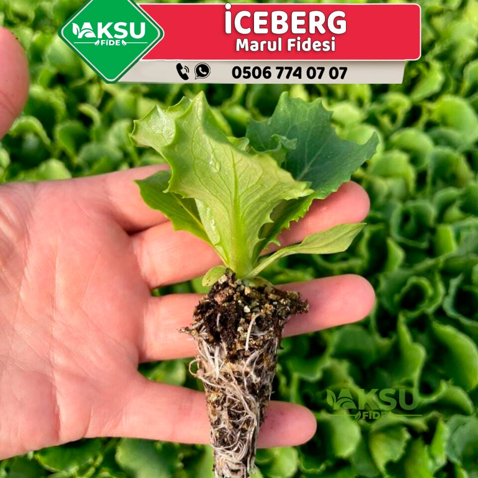 Santarinas İceberg Marul Fidesi