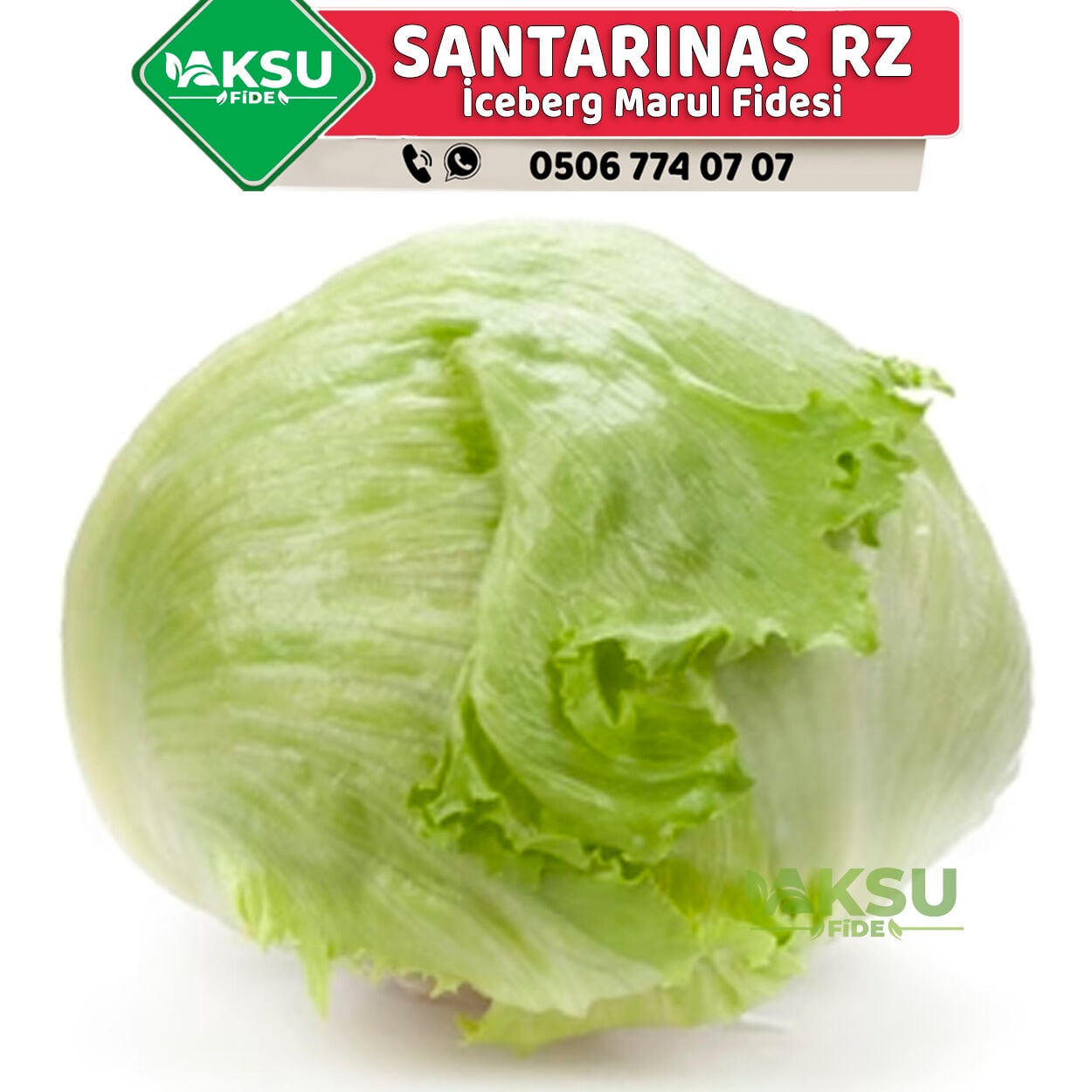 Santarinas İceberg Marul Fidesi