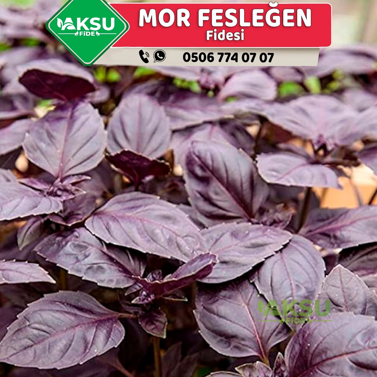 Morfes Mor Fesleğen Fidesi - Mor Reyhan