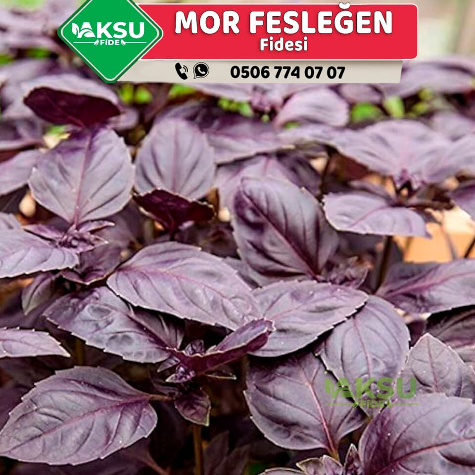 Morfes Mor Fesleğen Fidesi - Mor Reyhan