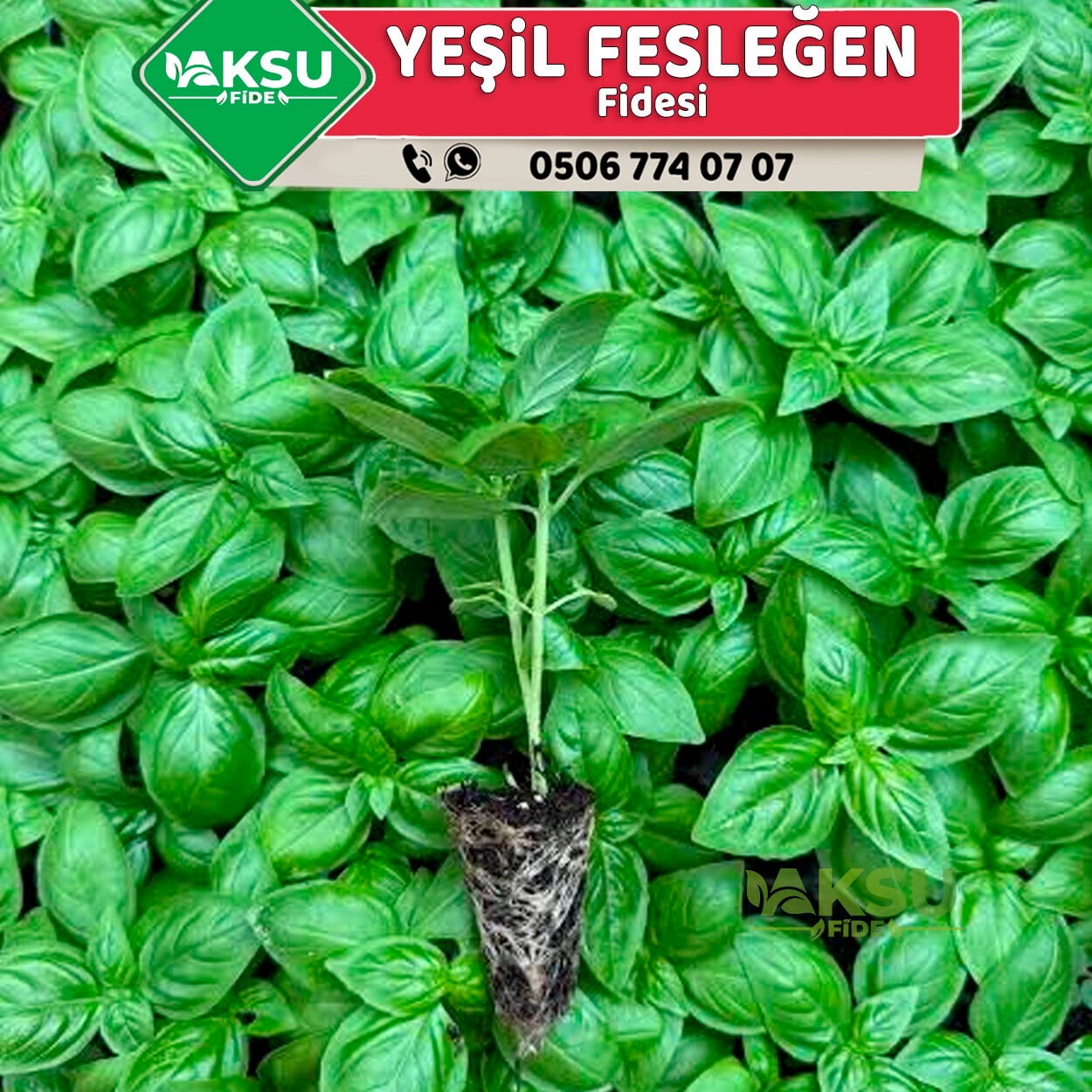 Yeşil Fesleğen Fidesi - Yeşil Reyhan