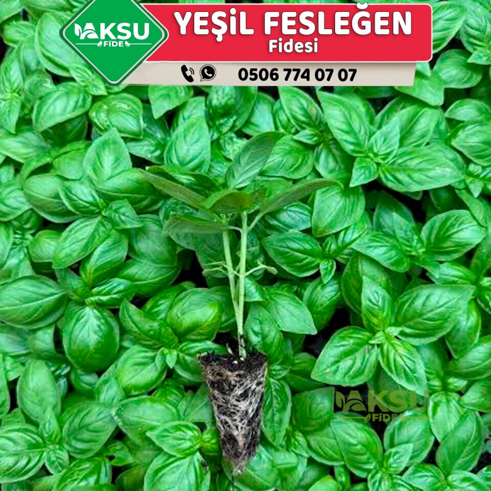 Yeşil Fesleğen Fidesi - Yeşil Reyhan