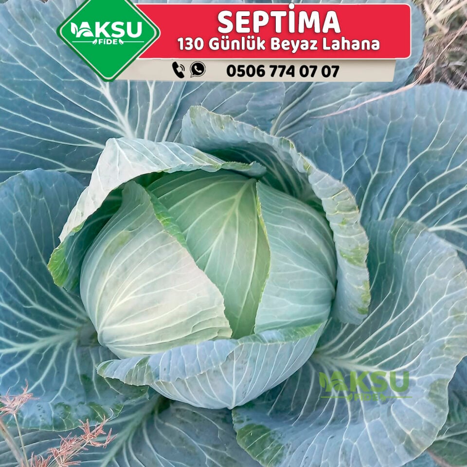 Septima F1 Geçci Beyaz Lahana Fidesi