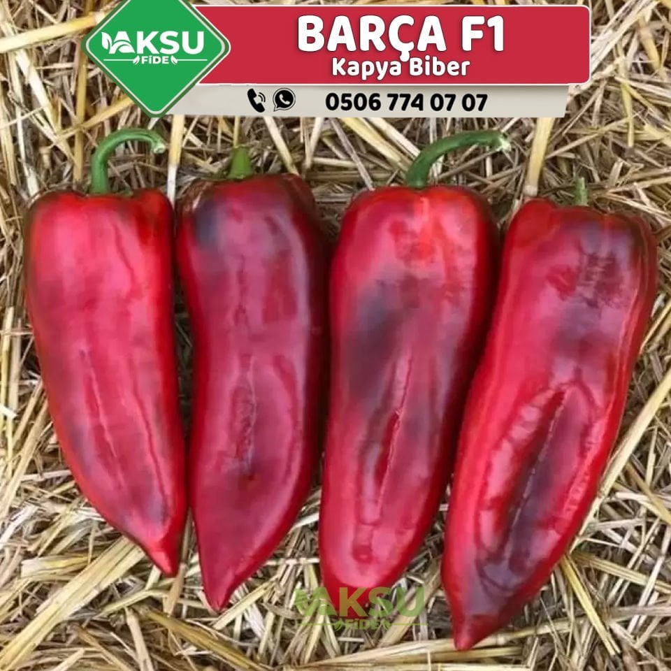 Barça F1 Kapya Biber Fidesi