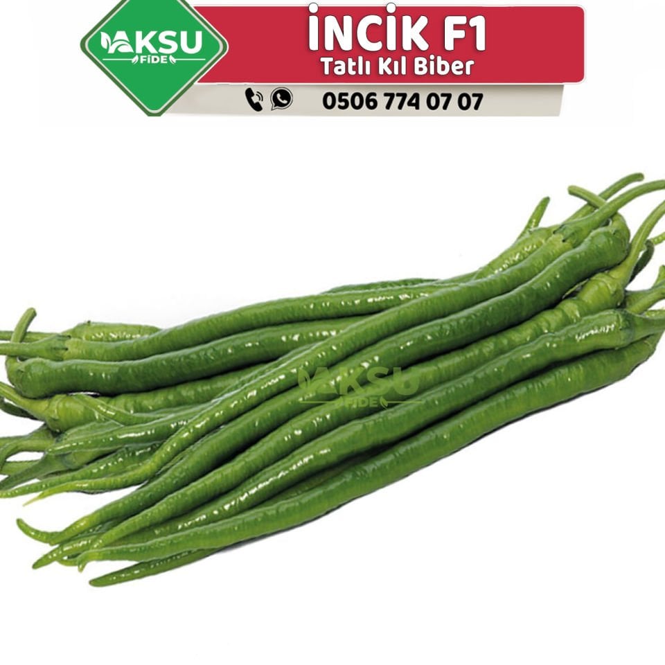 İncik F1 Tatlı Kıl Biber Fidesi