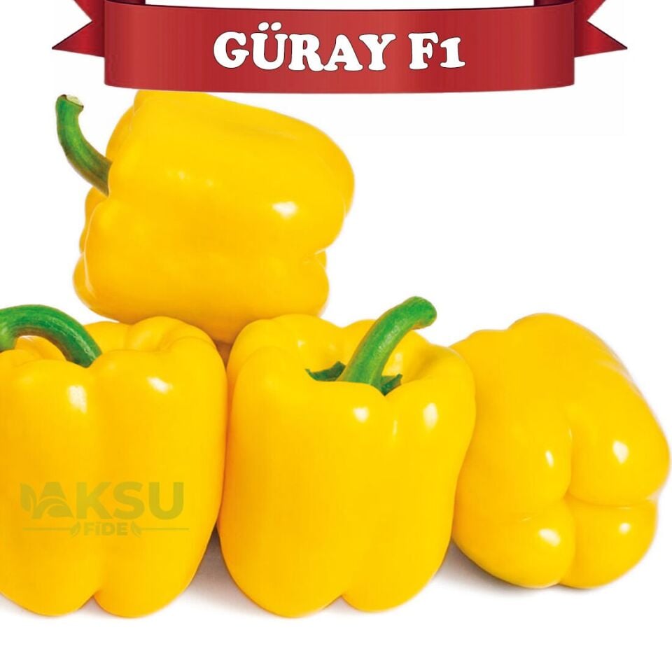 Güray F1 Sarı Kaliforniya Wonder Biberi Fidesi