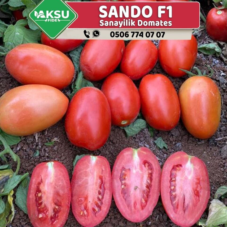 Sando F1 Sanayilik Domates Fidesi