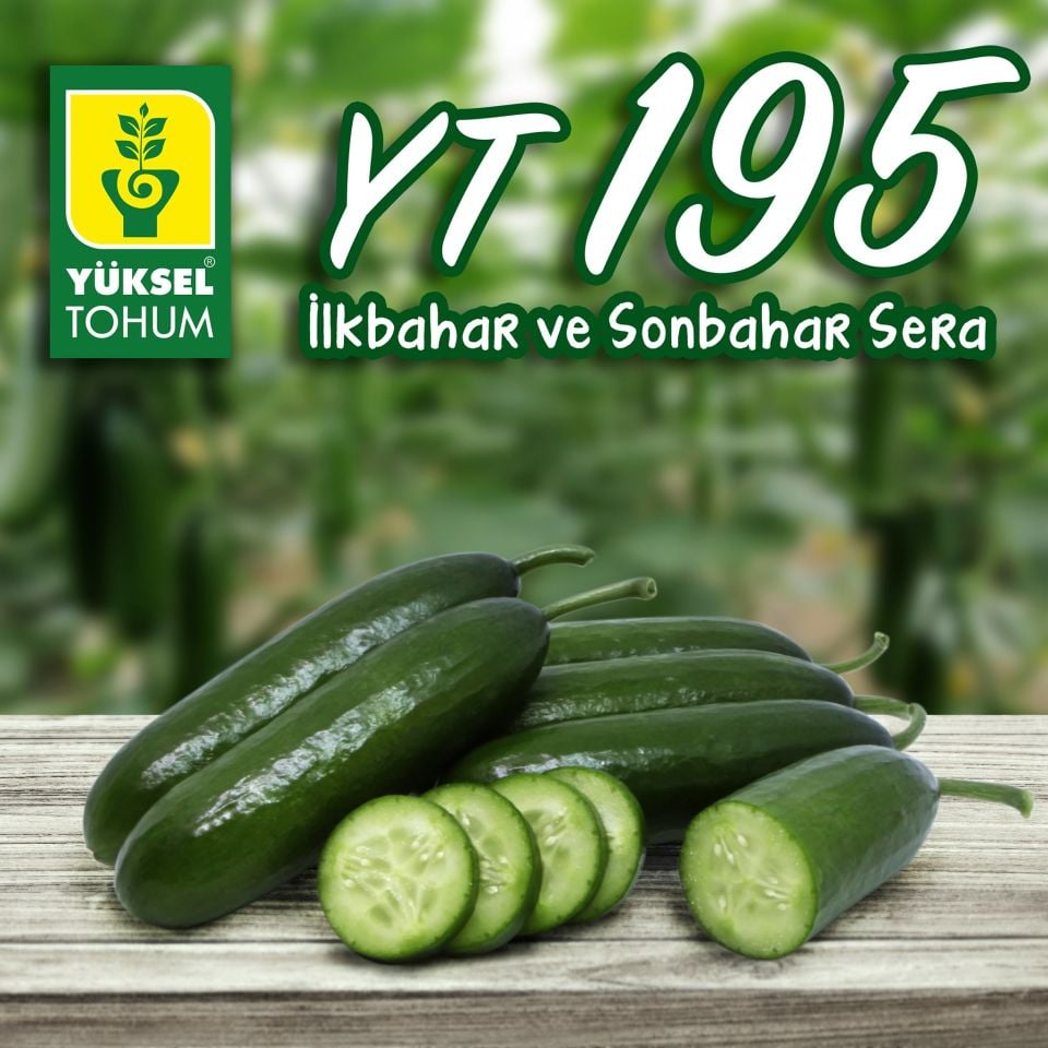 YT 195 F1 Sırık Badem Hıyar Fidesi