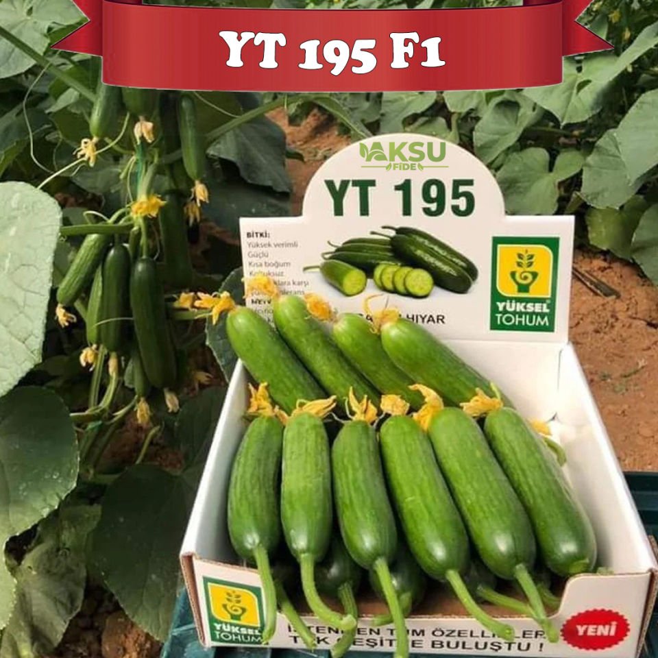 YT 195 F1 Sırık Badem Hıyar Fidesi