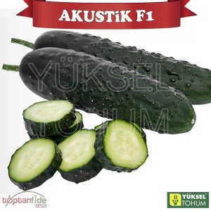 Akustik F1 Dikenli Hıyar Fidesi