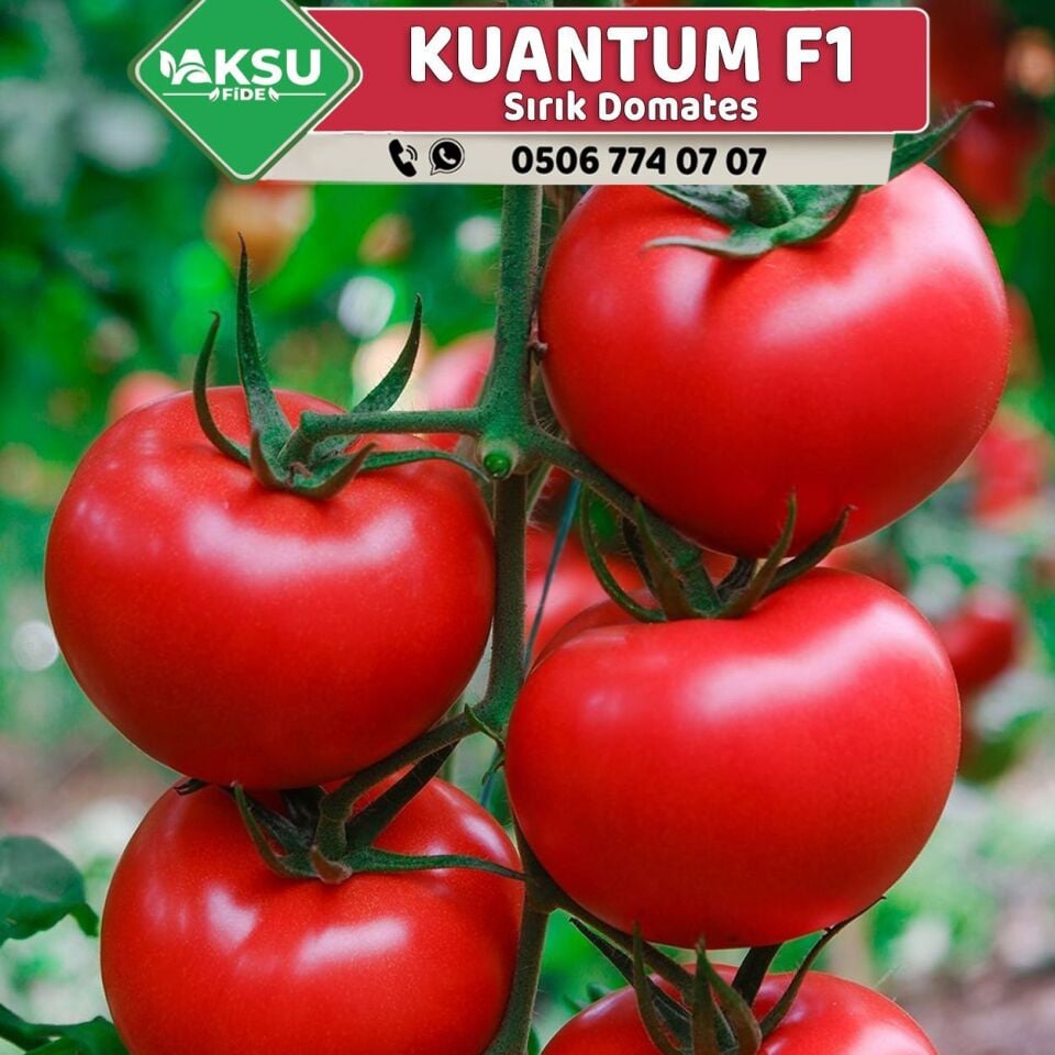 Kuantum F1 Sırık Tane Domates Fidesi