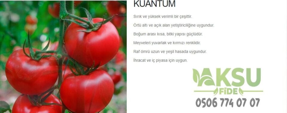 Kuantum F1 Sırık Tane Domates Fidesi